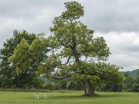 Les jardins de l'abbaye