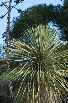 Yucca rostrata