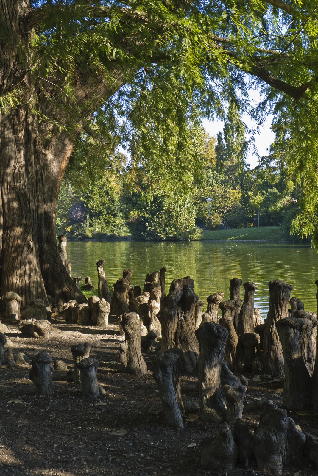 Cyprès de Louisiane