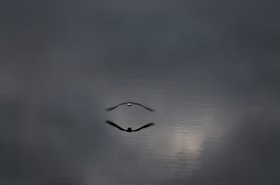 L'oiseau et son double