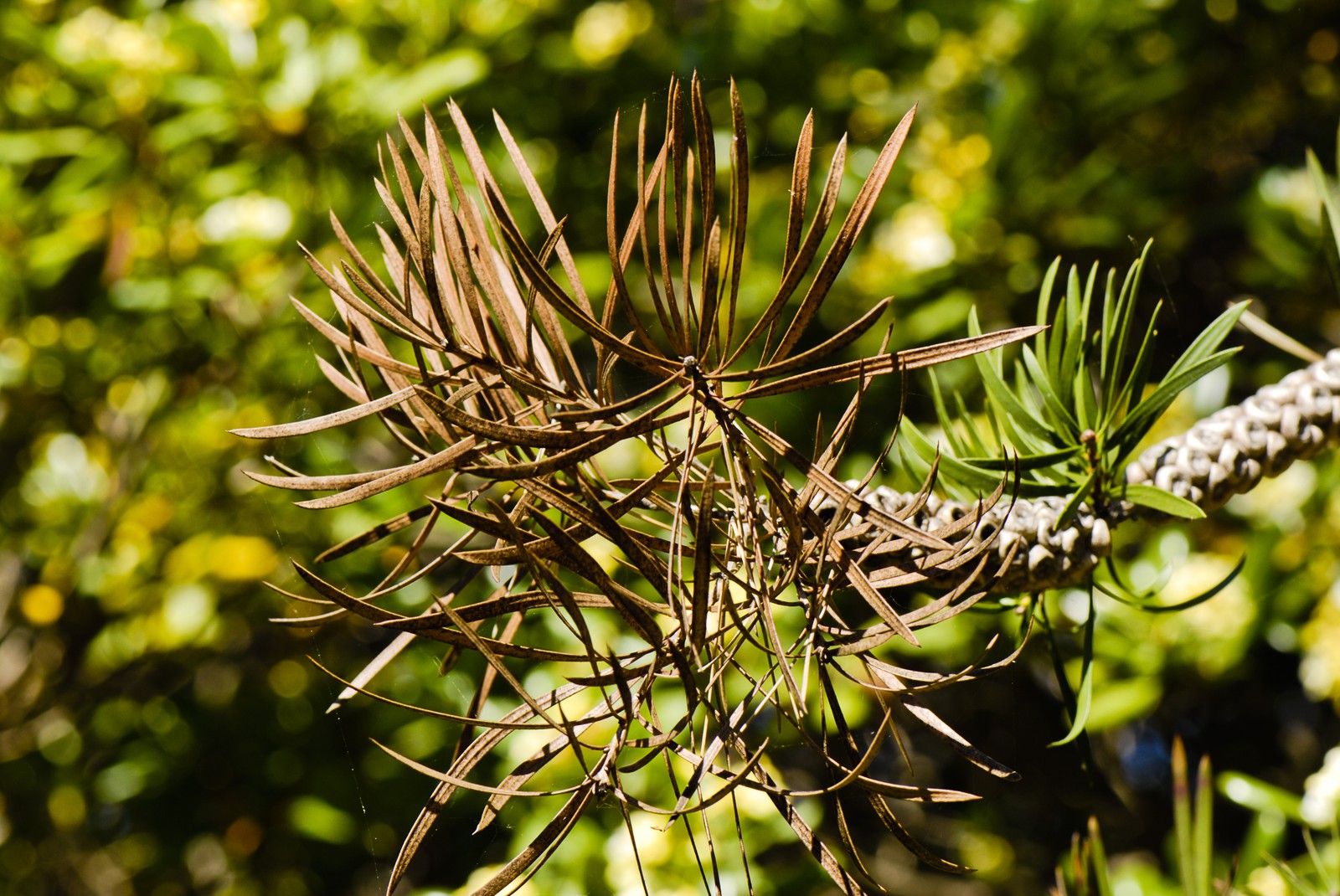 Aiguille de résineux