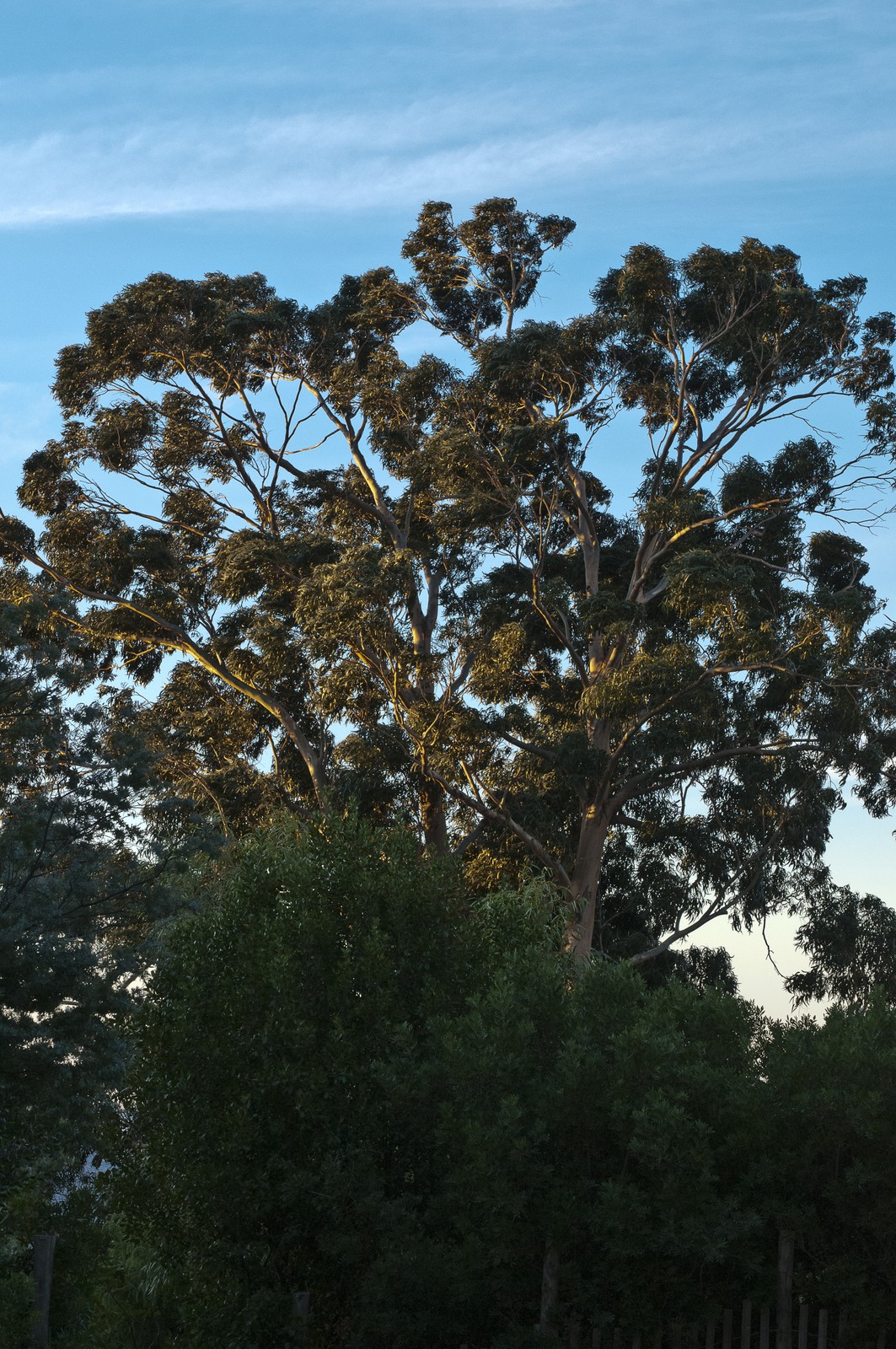 Eucalyptus