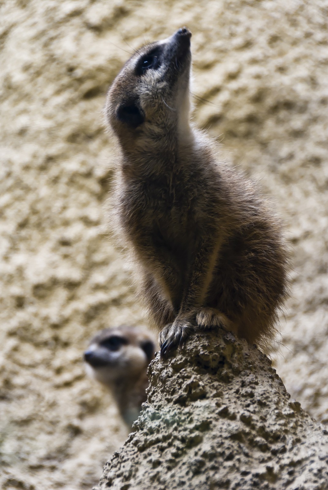 Suricate