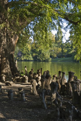 Cyprès de Louisiane