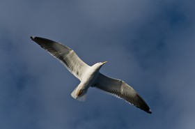 Mouette en vol