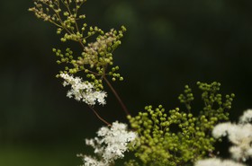 Plante à fleurs blanches