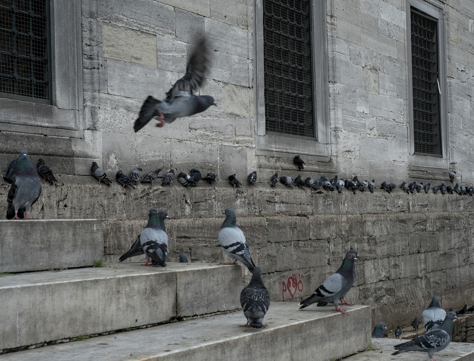 Les pigeons sur les marches