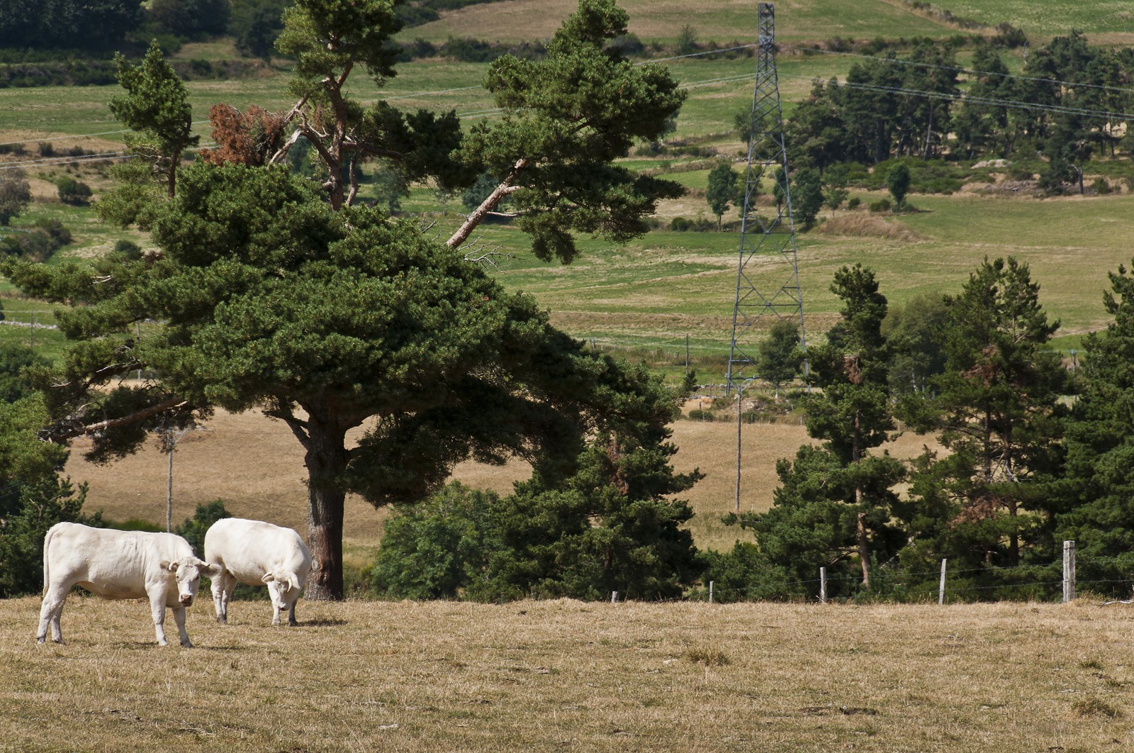 Vaches dans un pré