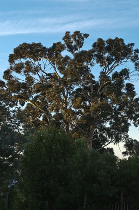 Eucalyptus
