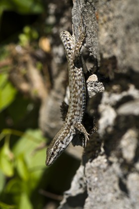 Lézard des murailles
