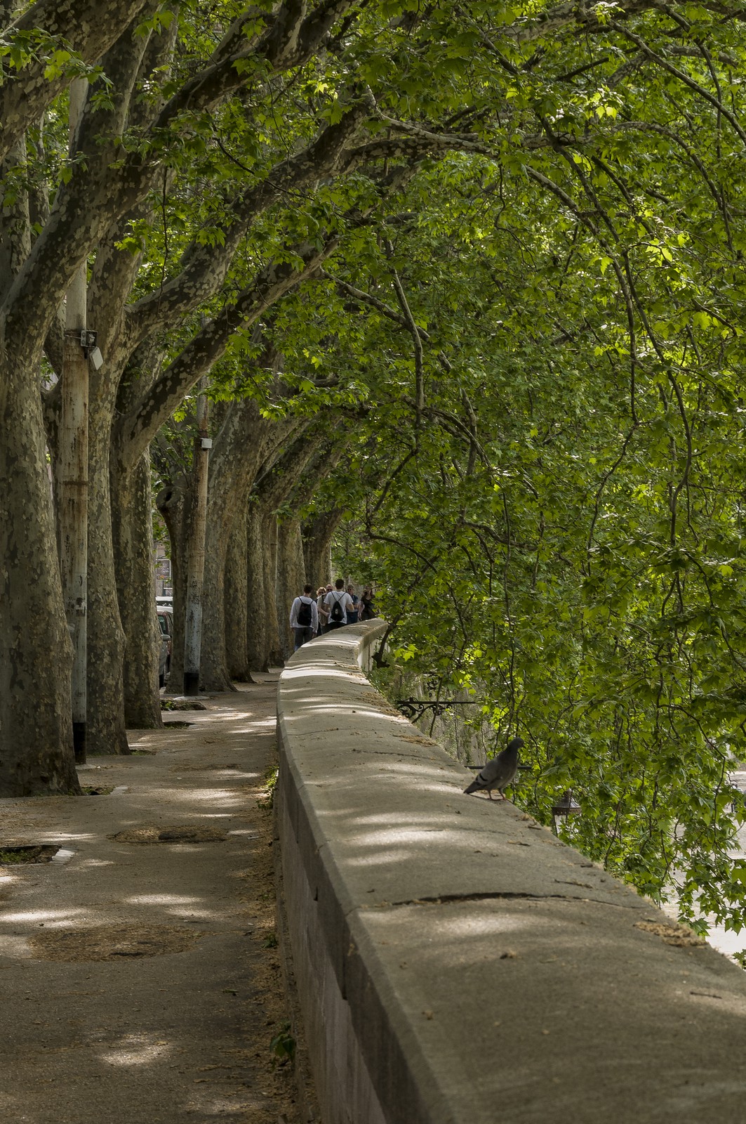 Platanes sur le Tibre