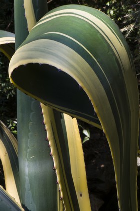 Feuille d'agave