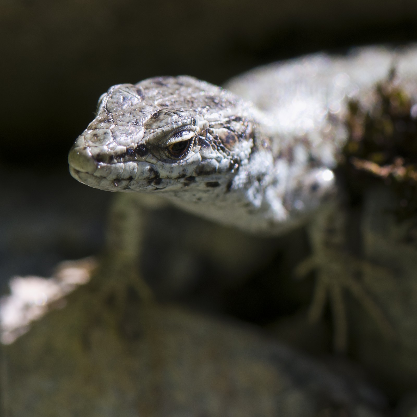 Lézard des murailles