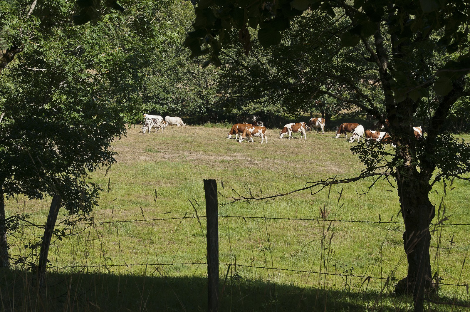 Vaches dans un pré