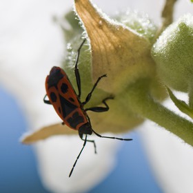 &quot;Gendarme&quot;