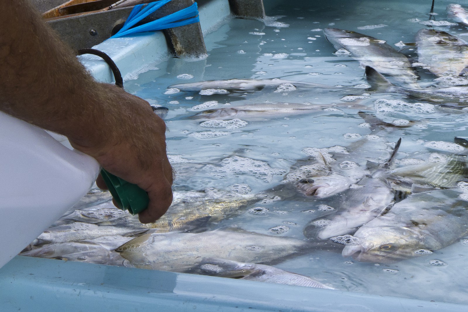 Marché aux poissons