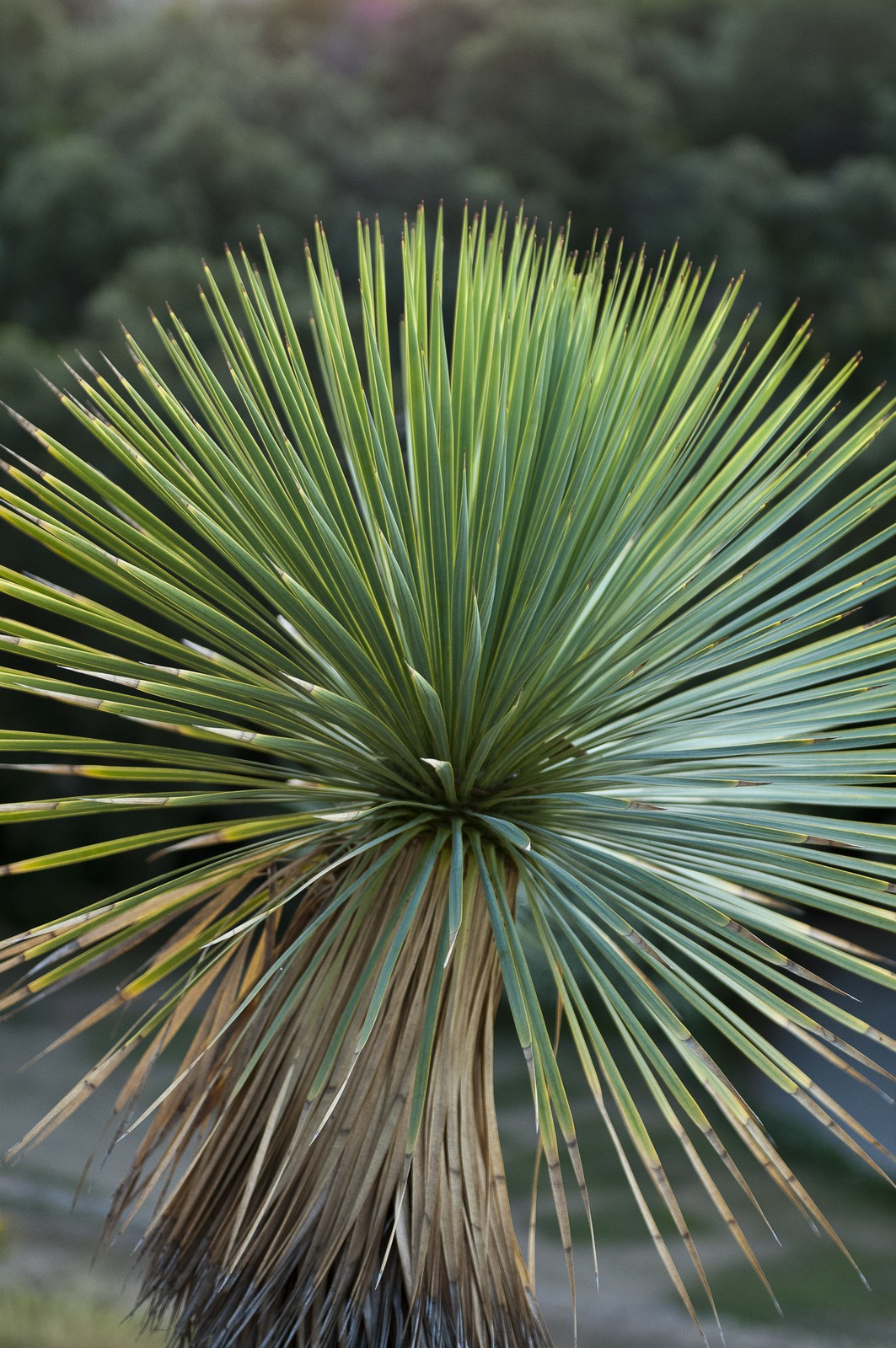 Yucca rostrata