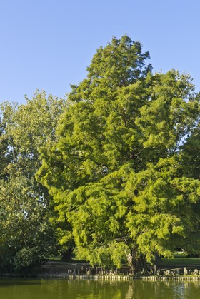 Cyprès de Louisiane