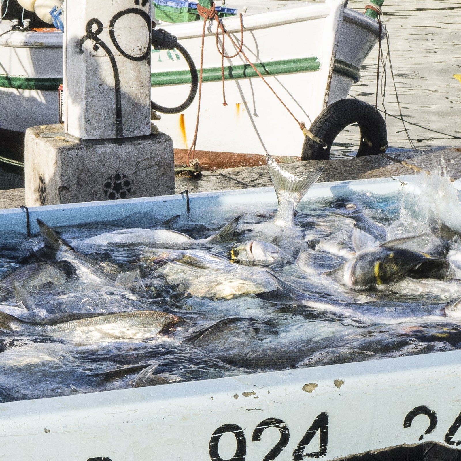 Marché aux poissons