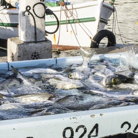 Marché aux poissons