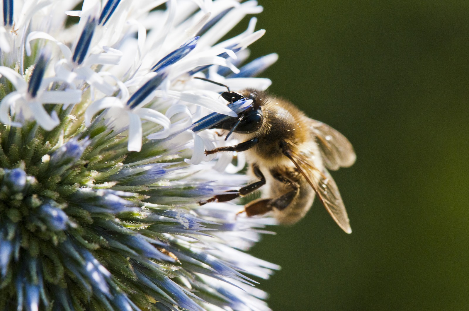 Abeille butinant un chardon