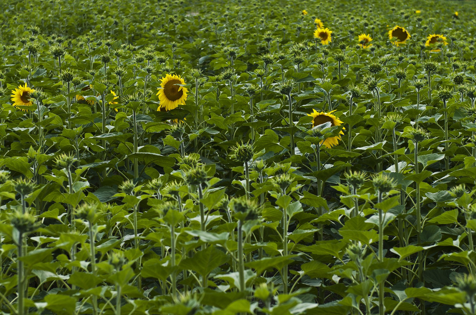 Champ de tournesols