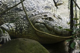 Crocodile