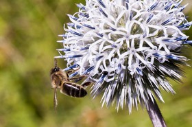 Abeille butinant un chardon