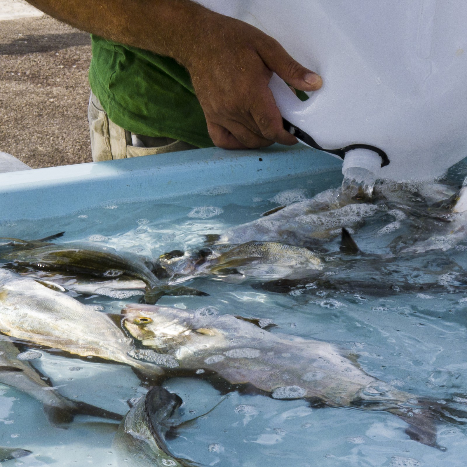 Marché aux poissons