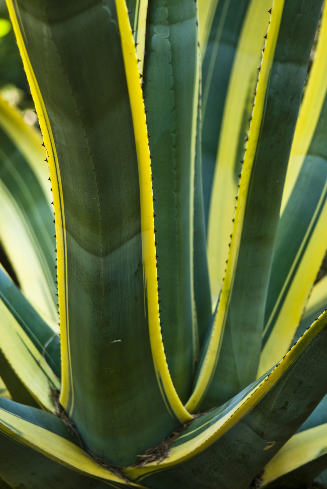 Agave américain