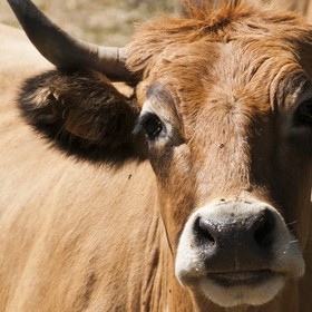 Vache &quot;Aubrac&quot;