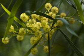 Mimosa doré