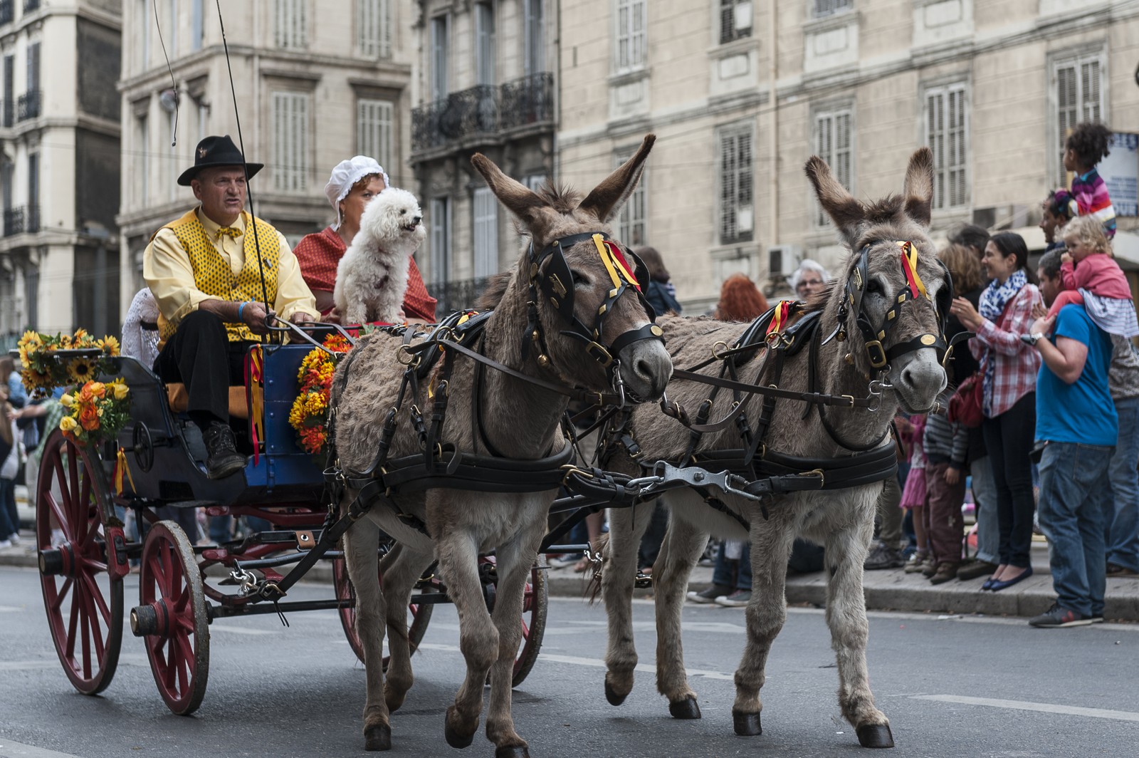 TransHumance : la charrette fleurie