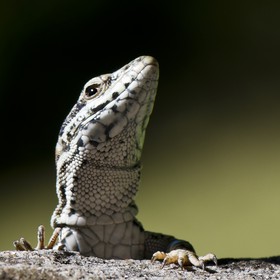 Lézard des murailles