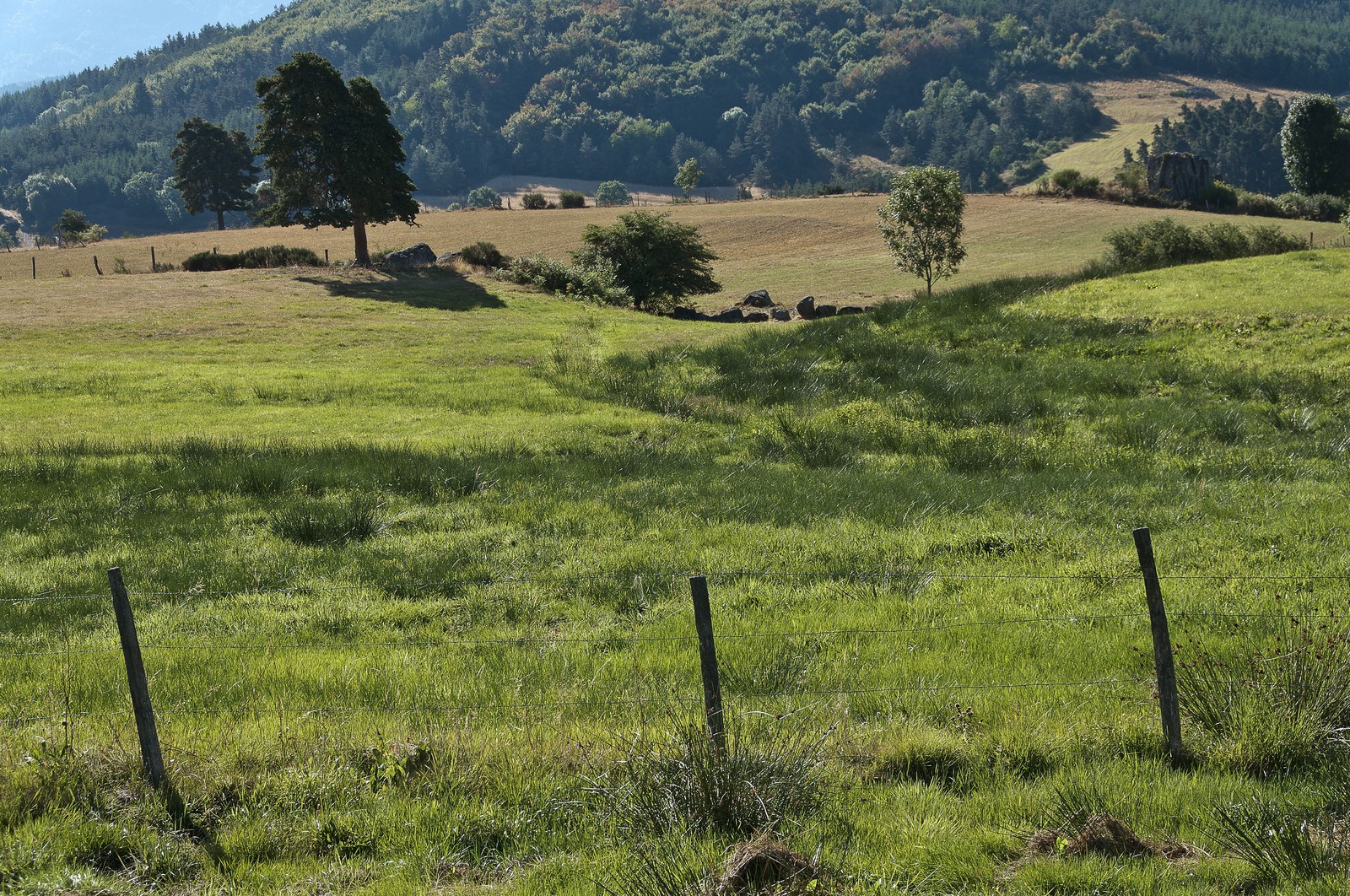 Paysage de Haute-Loire