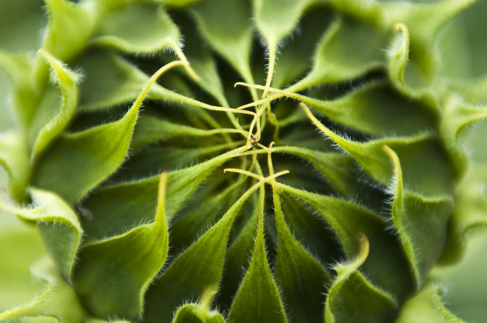 Bourgeon de tournesol