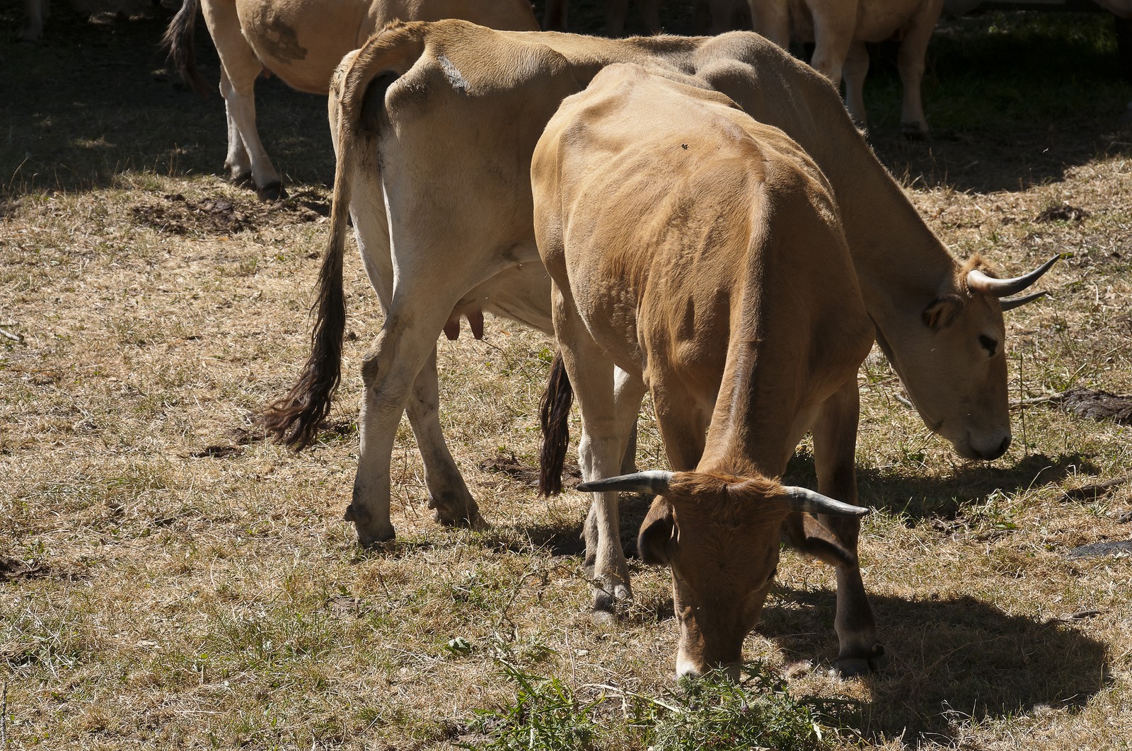 Vache &quot;Aubrac&quot;