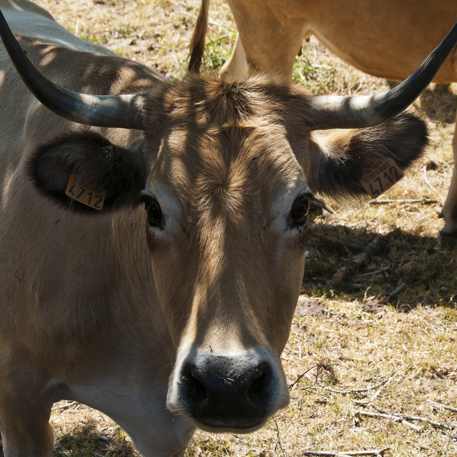 Vache &quot;Aubrac&quot;