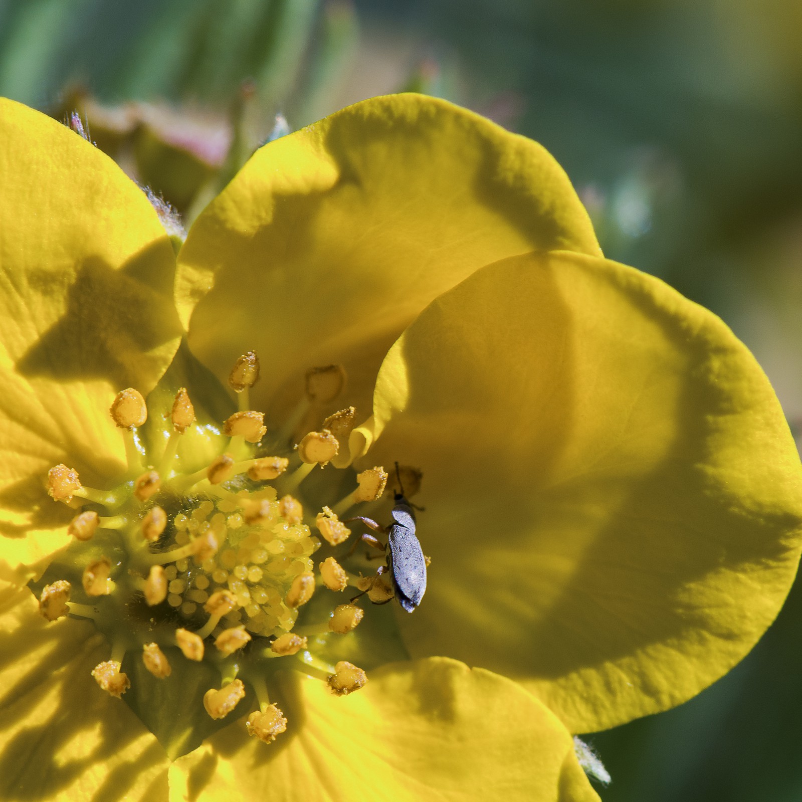 Pistil de potentille