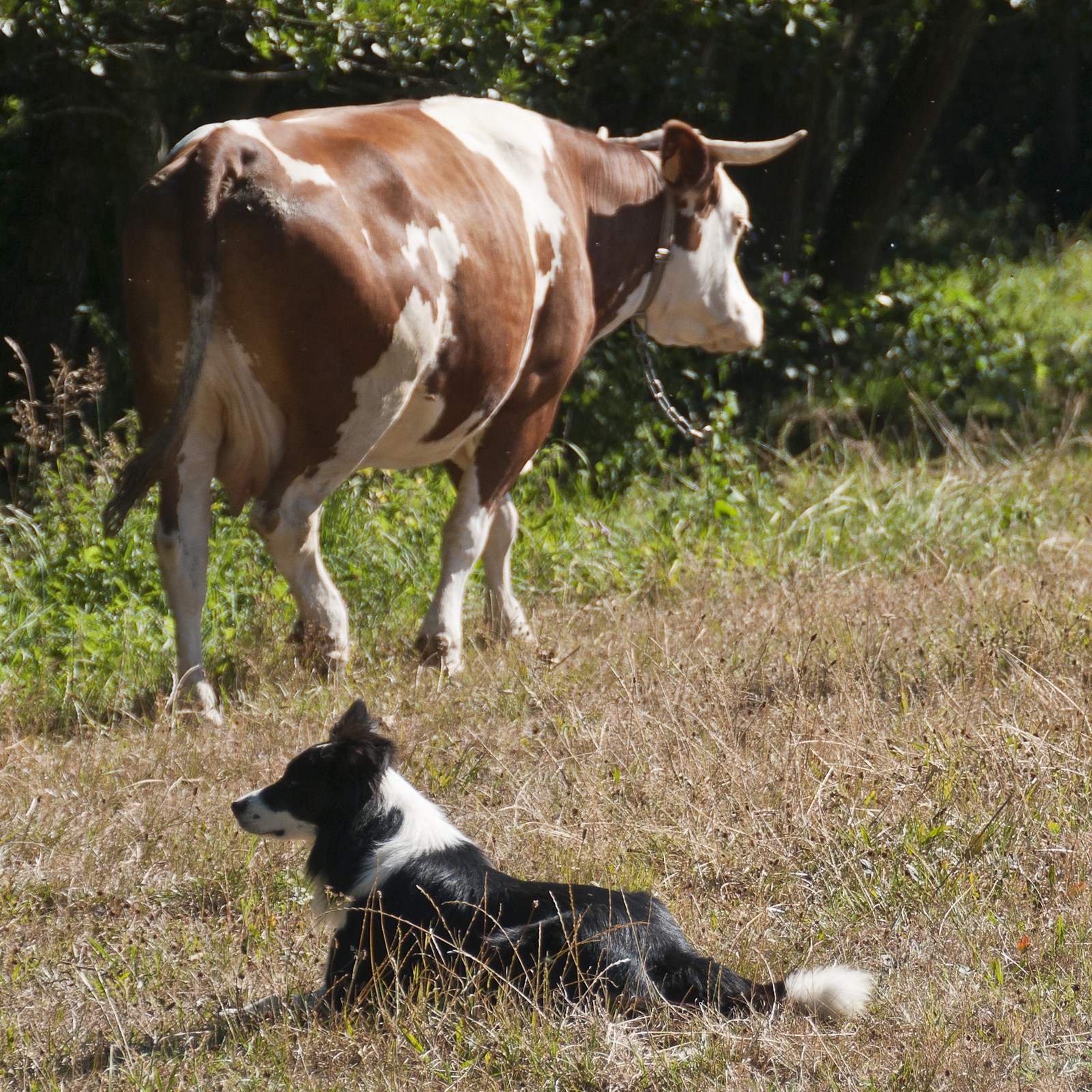 Chien et vache