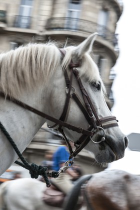 TransHumance : tête de cheval blanc