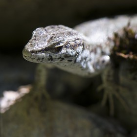 Lézard des murailles