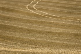 Champ de blé après la récolte