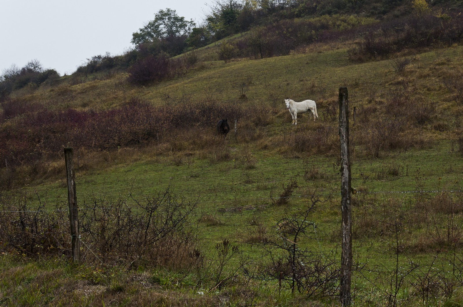 Chevaux dans un champ