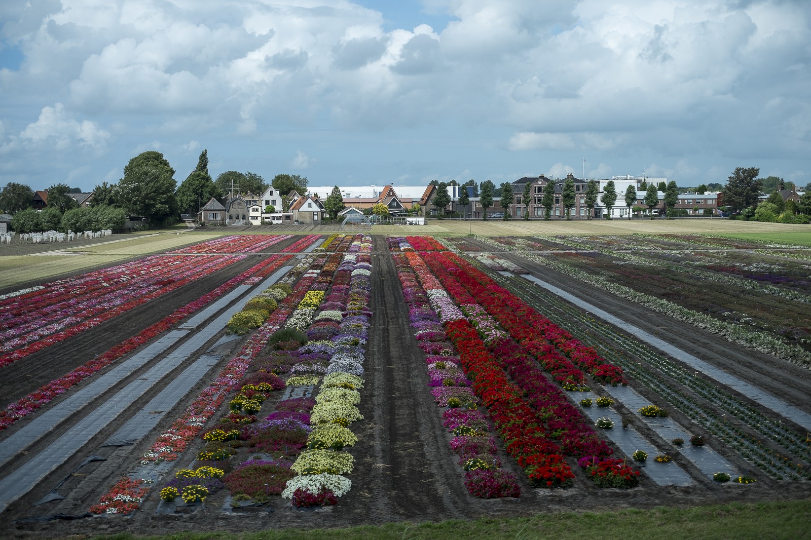 Plantations de fleurs