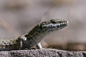 Lézard des murailles