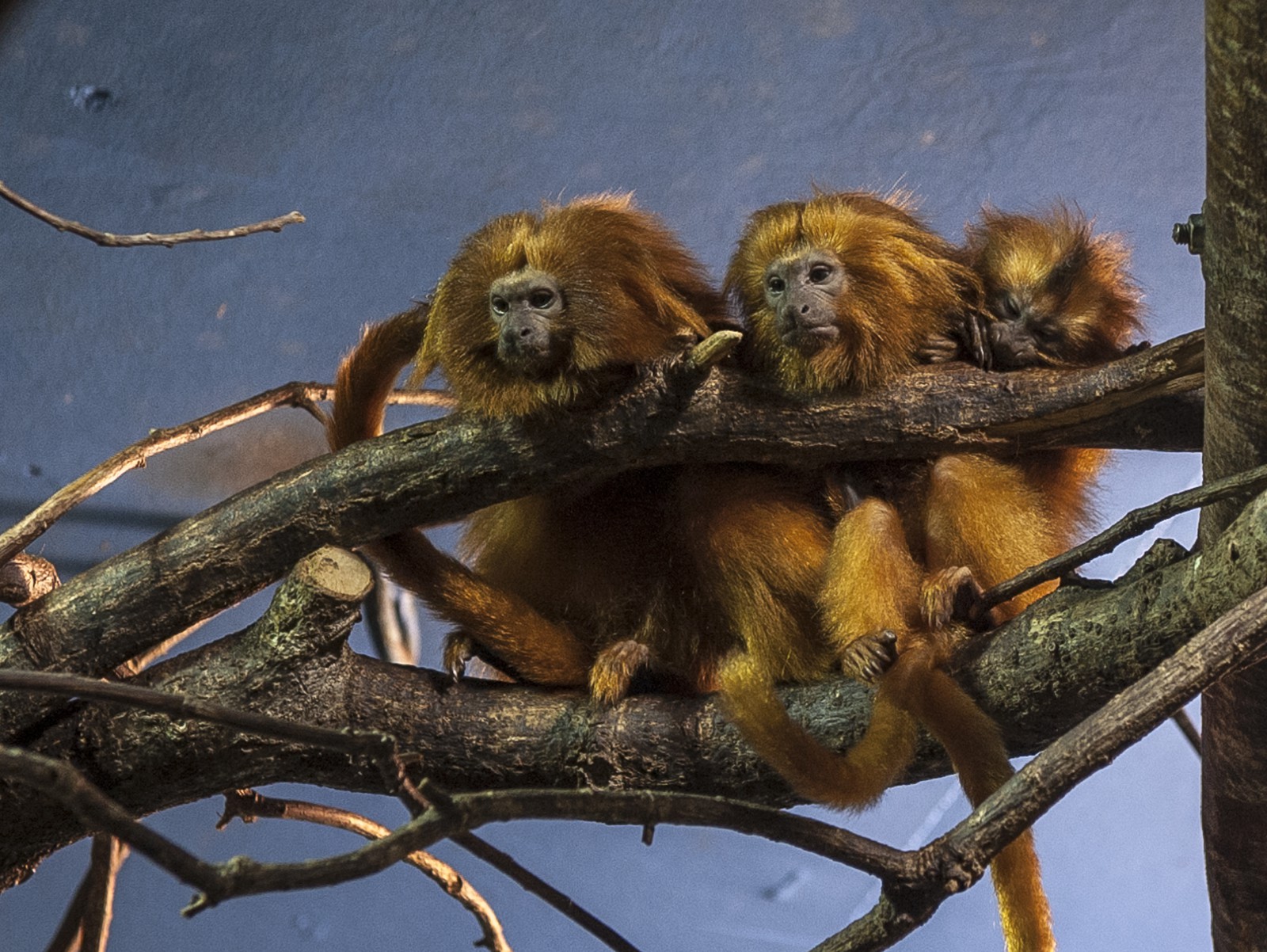 Tamarins lions dorés