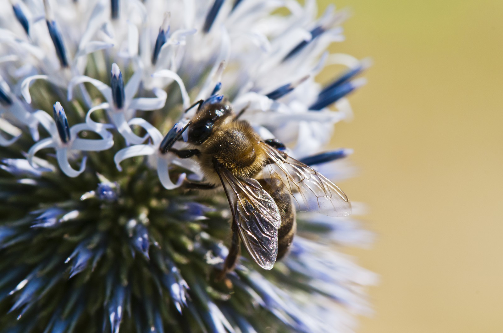 Abeille butinant un chardon