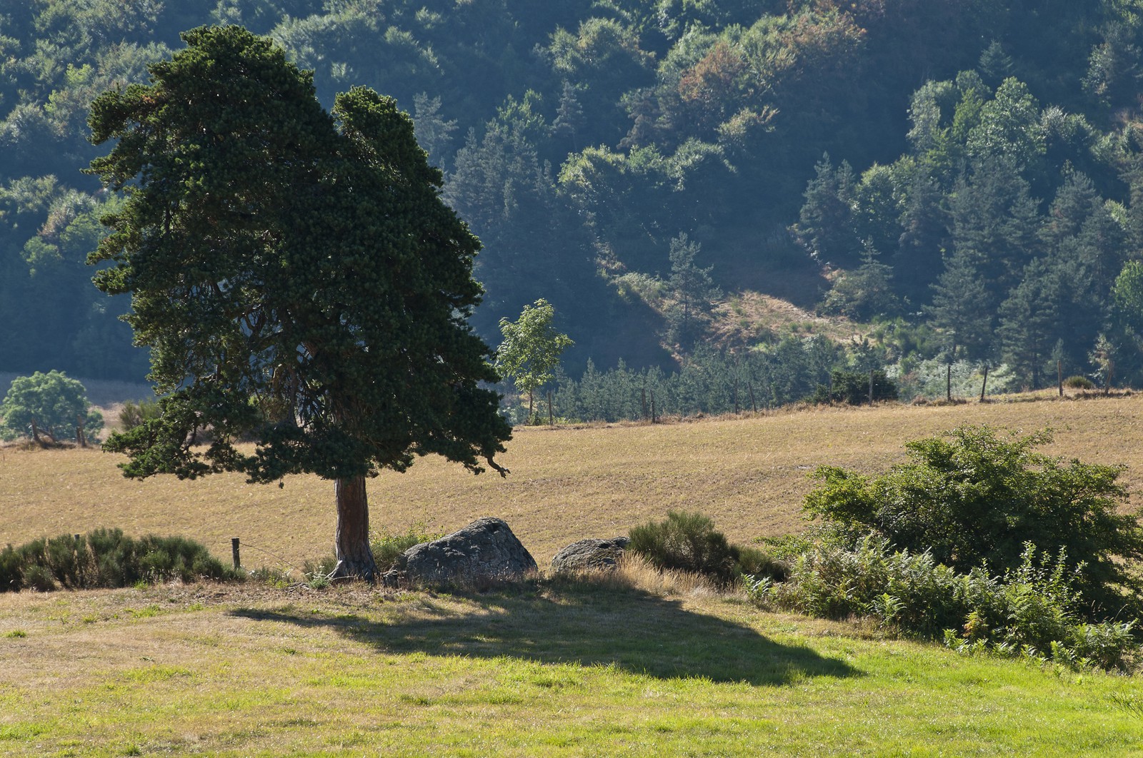 Paysage de Haute-Loire