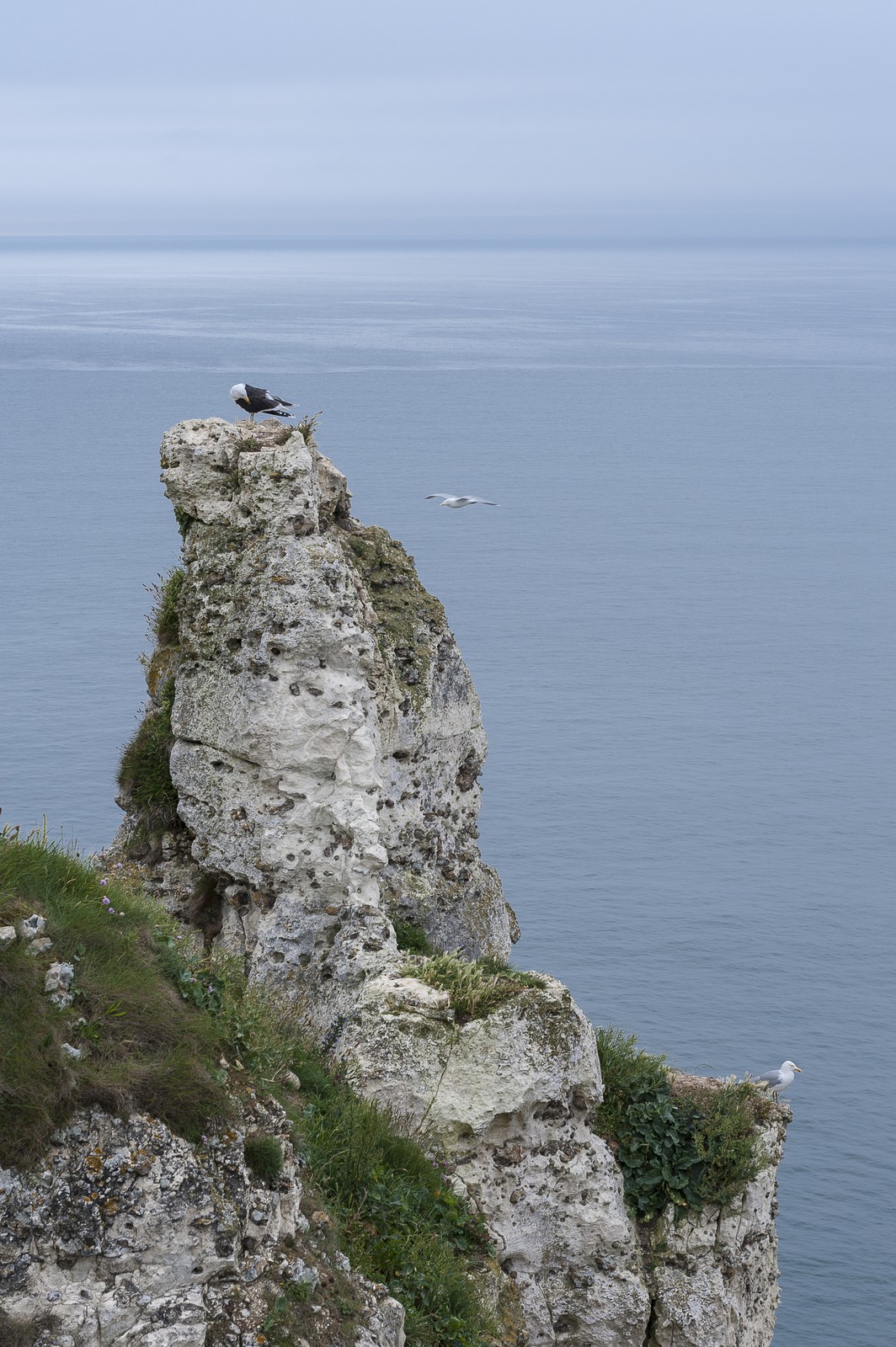 Mouettes sur les falaises